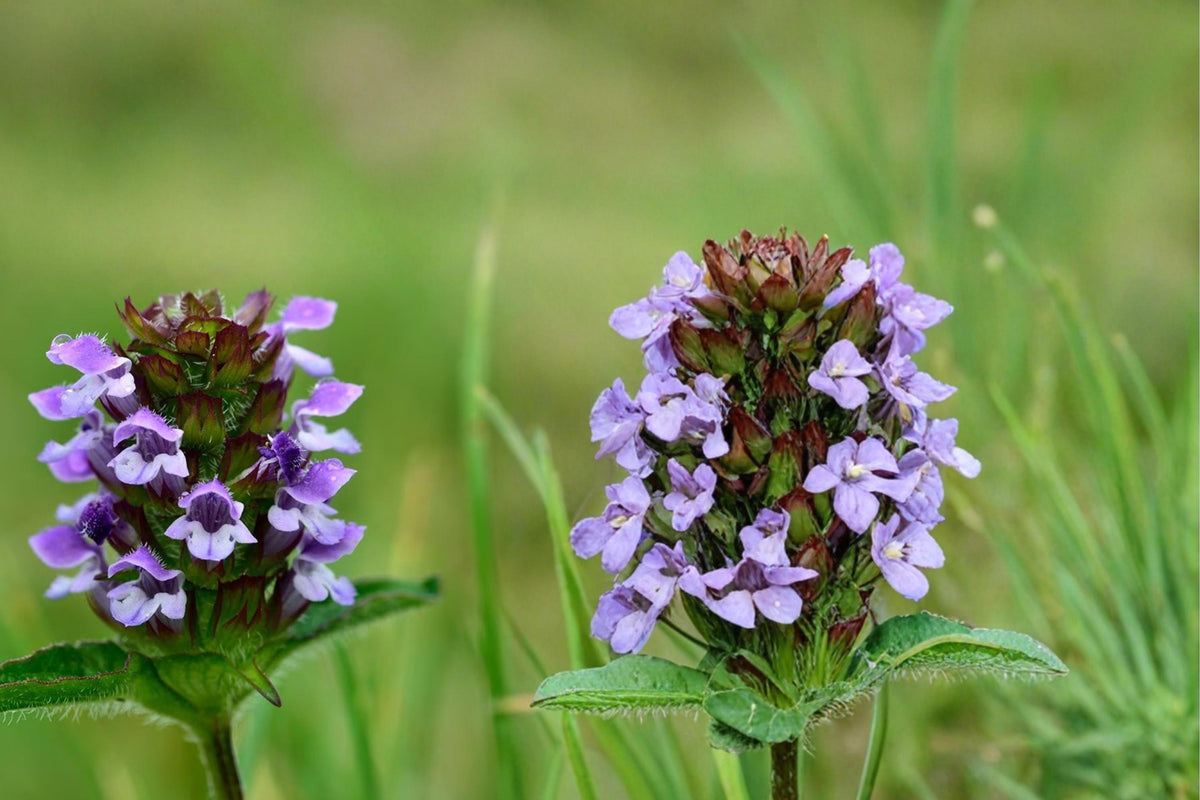 100 Seeds Heal All Prunella vulgaris Hardy Perennial Groundcover Herb
