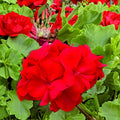 Red Geranium Cuttings | Pelargonium Live Plant | Bright Red Blooms | 3 Unrooted Cuttings for Garden and Container Planting
