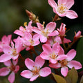 Indian Hawthorne Pink Dancer Cuttings | Rhaphiolepis indica Shrub | 7 Live Unrooted Propagation Cuttings | Soft Pink Flowers