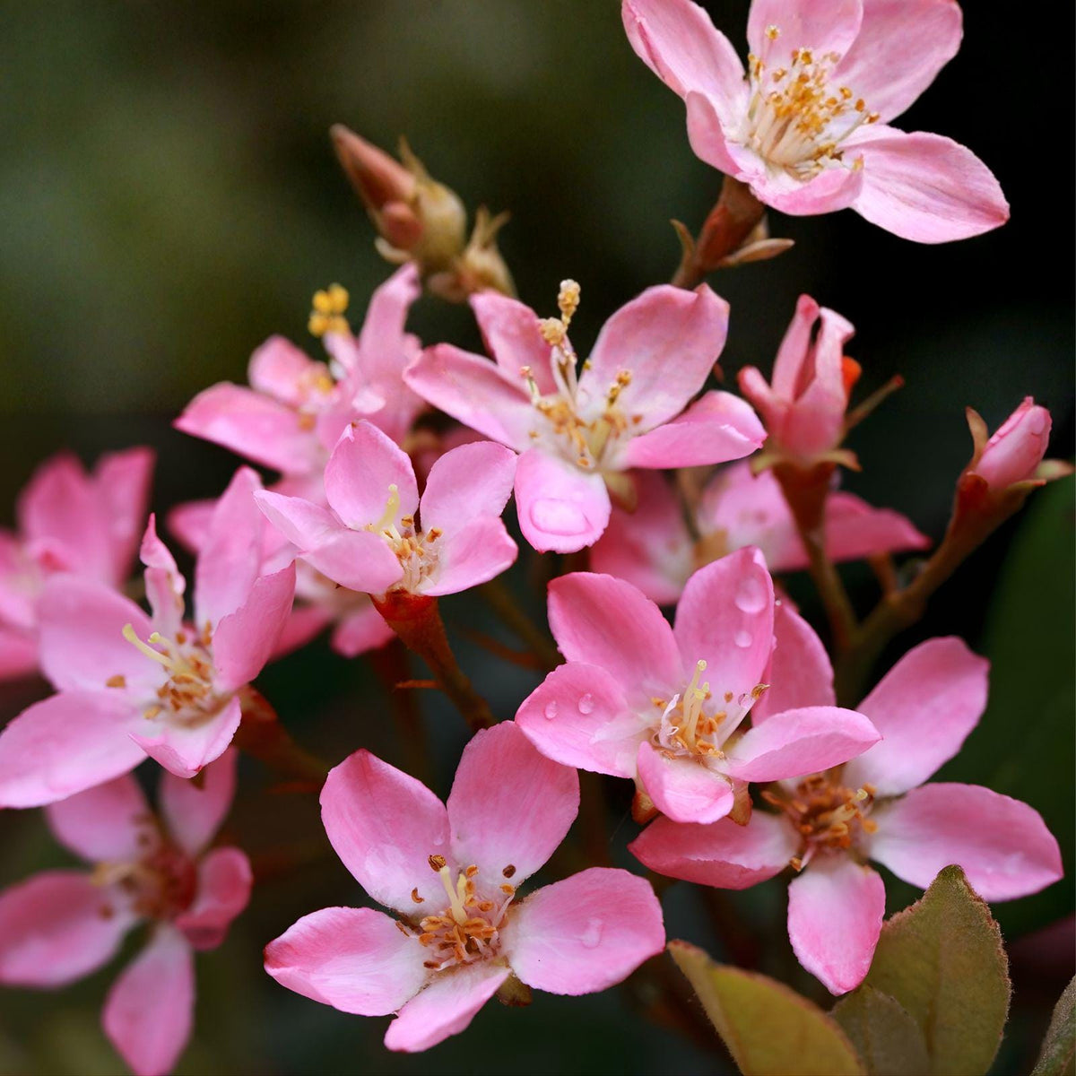 Indian Hawthorne Pink Dancer Cuttings | Rhaphiolepis indica Shrub | 7 Live Unrooted Propagation Cuttings | Soft Pink Flowers