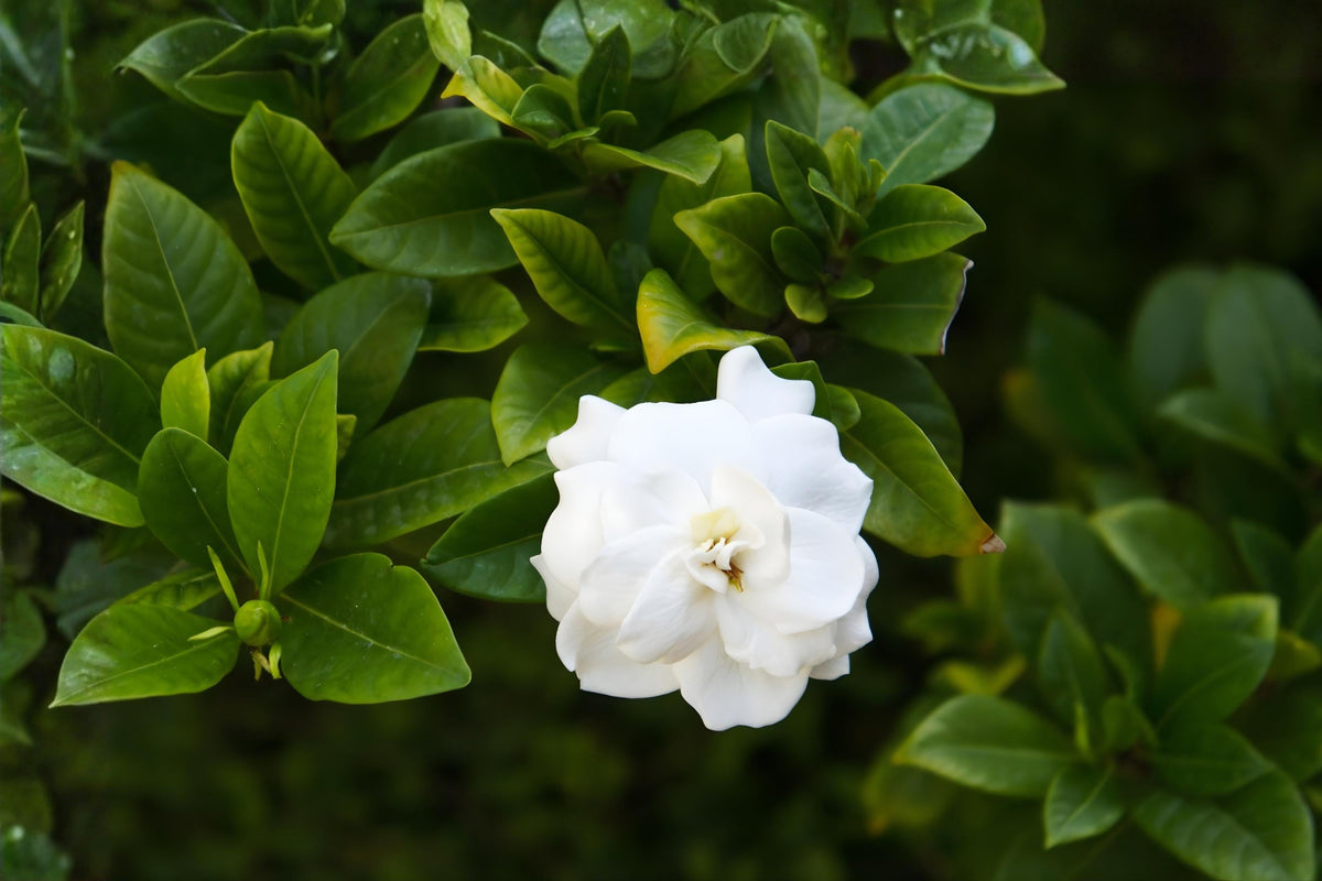 Gardenia Seeds 20 Pack | Fragrant Evergreen Shrub | Gardenia jasminoides | Ornamental Plant for Gardens & Containers