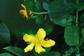 500 Seeds Great St John's Wort Hypericum pyramidatum Perennial Yellow Flowers