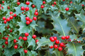 10 Seeds English Holly Ilex aquifolium Evergreen Ornamental Tree Shrub
