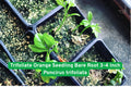 Trifoliate Orange Seedling Bare Root 3-4 Inch Poncirus trifoliata Cold Hardy Citrus Tree