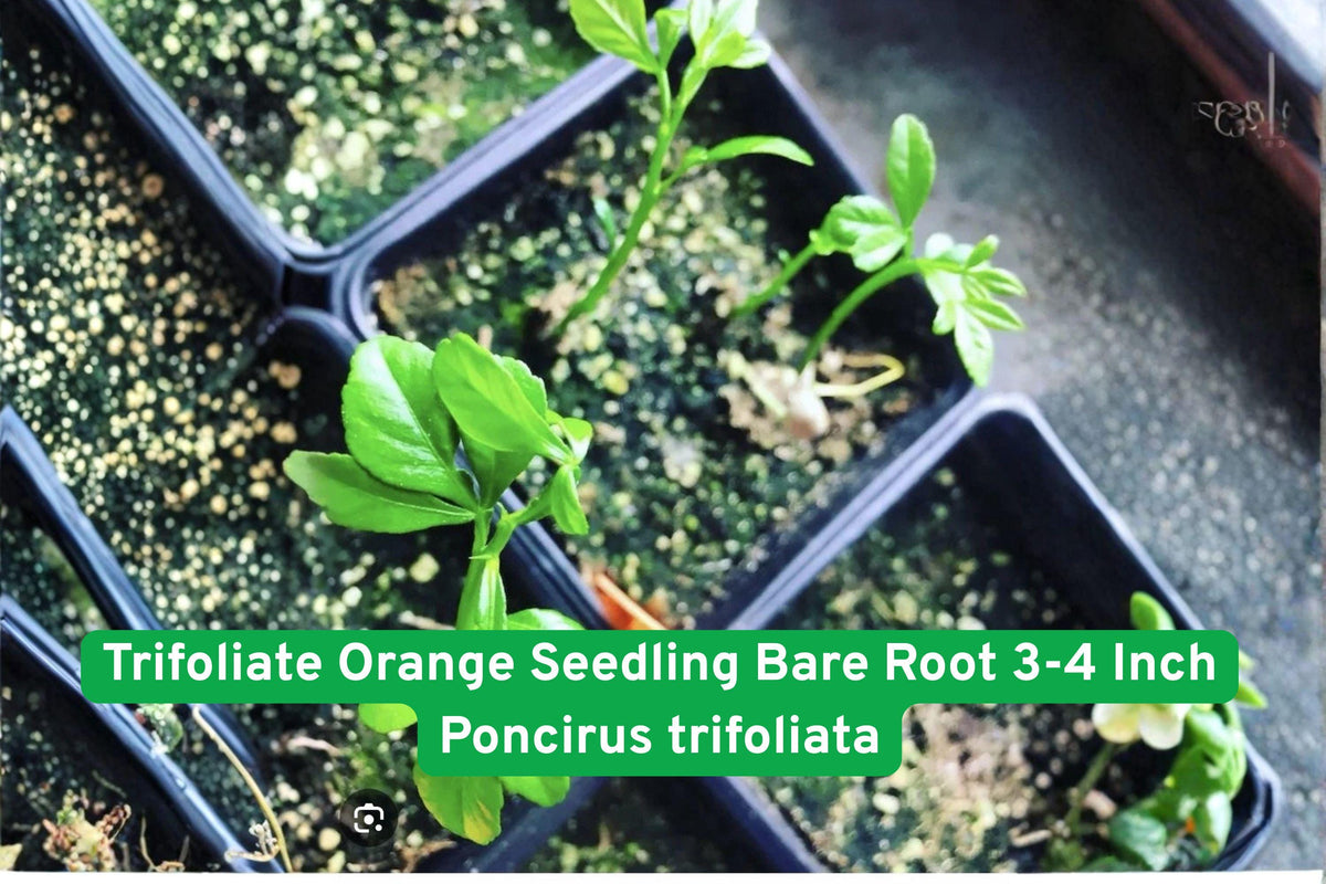 Trifoliate Orange Seedling Bare Root 3-4 Inch Poncirus trifoliata Cold Hardy Citrus Tree