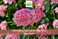 1 Live Plant Pink Mountain Laurel Kalmia latifolia Broadleaf Evergreen Shrub