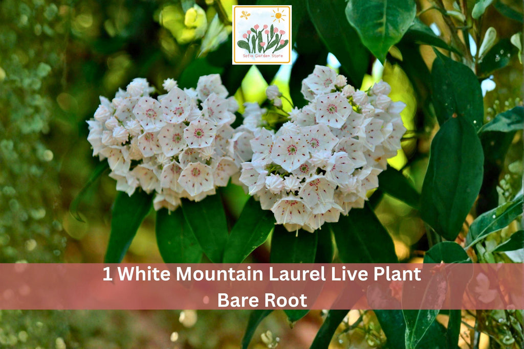 1 Live Bare Root White Mountain Laurel Kalmia latifolia Flowering Shrub