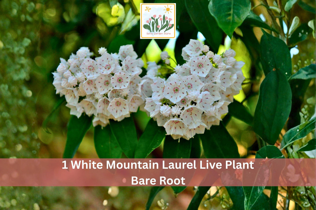 1 Live Bare Root White Mountain Laurel Kalmia latifolia Flowering Shrub