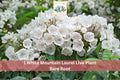 1 Live Bare Root White Mountain Laurel Kalmia latifolia Flowering Shrub