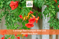 1 Live Plant Orange Red Trumpet Vine Campsis radicans Climbing Flowering Vine