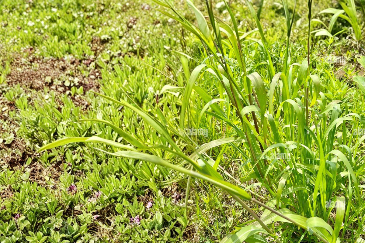 10 Seeds Eastern Gamagrass Tripsacum dactyloides Native Ornamental Grass
