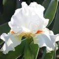White Bearded Iris Rhizomes – Heirloom Perennial Flower, Iris germanica, Elegant White Blooms, 4 Rhizomes