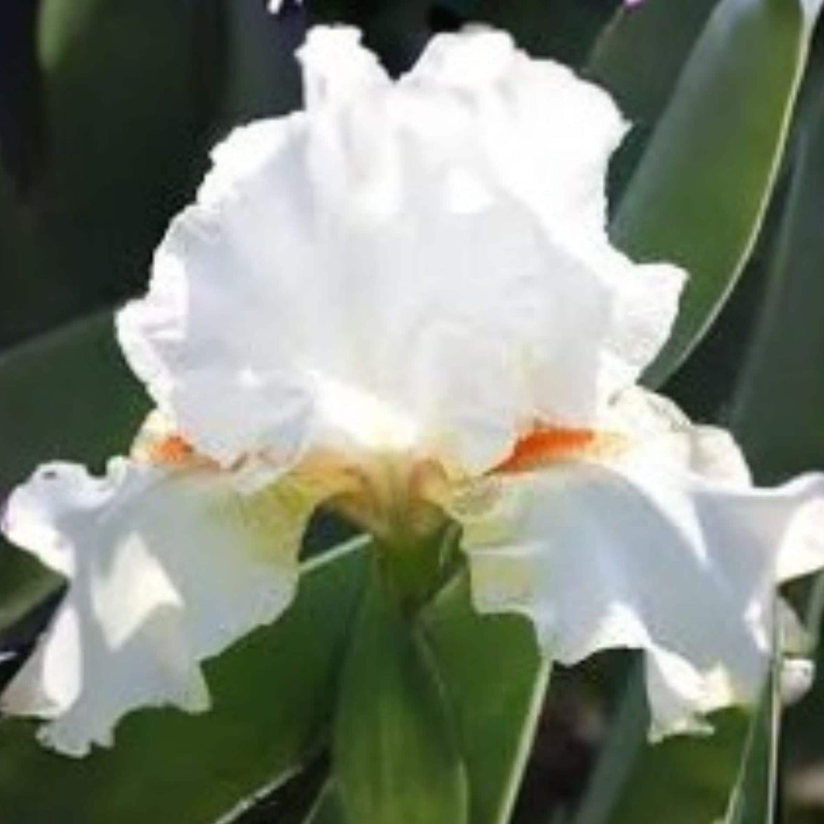 White Bearded Iris Rhizomes – Heirloom Perennial Flower, Iris germanica, Elegant White Blooms, 4 Rhizomes