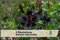 Blackstone Asiatic Lily Bulbs – 5 Pack, Deep Burgundy Flowers, Lilium asiatic, Outdoor Garden Bulbs