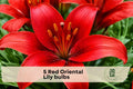 Red Oriental Lily Bulbs, 5 Pack, Crimson Flowers, Lilium orientalis, Outdoor Garden Bulbs