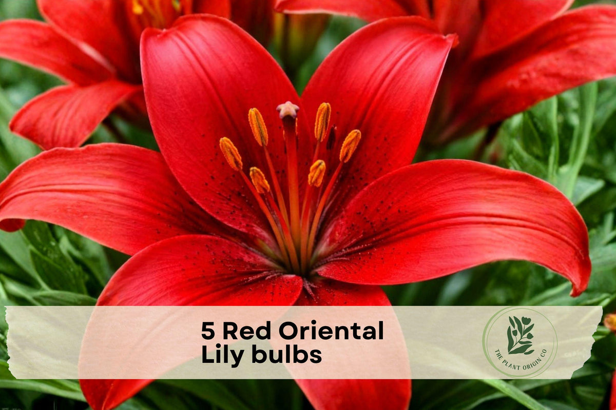Red Oriental Lily Bulbs, 5 Pack, Crimson Flowers, Lilium orientalis, Outdoor Garden Bulbs