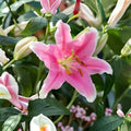 Sorbonne Oriental Lily Bulbs | Fragrant Pink & White Flowers | Garden Blooming Plants | Lilium orientalis | 3 Bulbs