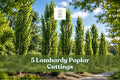 Lombardy Poplar Cuttings - 5 Fast-Growing Privacy Trees - Populus nigra Italica - Ideal for Landscaping & Natural Screens