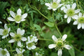 100 Seeds White Avens Geum canadense Perennial Wildflower Shade Garden