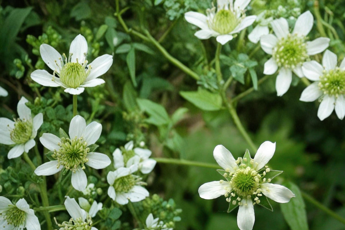 100 Seeds White Avens Geum canadense Perennial Wildflower Shade Garden
