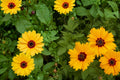 100 Seeds Golden Wave Coreopsis Coreopsis basalis