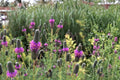 Purple Prairie Clover Seeds – Dalea purpurea Wildflower, Drought Tolerant, Perennial, Native Prairie Plant Seed