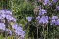 100 Seeds Lacy Phacelia Phacelia tanacetifolia