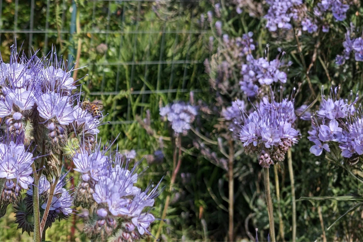 100 Seeds Lacy Phacelia Phacelia tanacetifolia