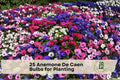 25 Anemone De Caen Flower Bulbs – Bright Poppy-Like Blooms, Mixed Colors, Anemone coronaria, Garden & Container Planting
