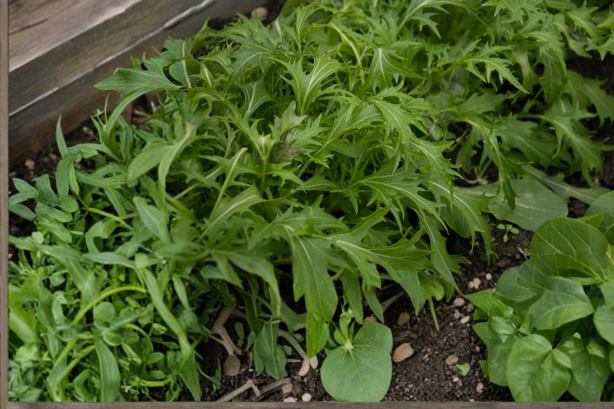 150 Seeds Mizuna Mustard Greens Brassica rapa Mild Peppery Salad Green