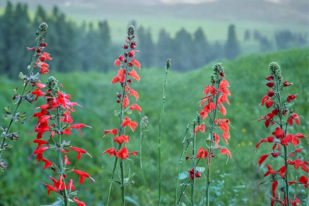 50 Seeds Scarlet Sage Salvia coccinea Red Flowering
