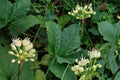 Wild Leek Seeds – Allium tricoccum, Edible Perennial Herb for Shade Gardens, Woodland Plant, Wild Onion, Spring Bloom