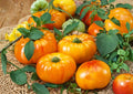30+ Chef’s Choice Orange Tomato Seeds – Heirloom, AAS Winner, Bright Orange Slicer Tomato, Vegetable Seeds for Garden Planting