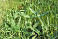 5 Seeds Arrow Arum Peltandra virginica Wetland Perennial Aquatic Bog Plant