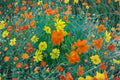 Sulphur Cosmos Bright Lights Seeds – Orange Yellow Blooms, Pollinator Garden, Annual Flower Seeds, Butterfly and Hummingbird Friendly