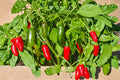 Early Jalapeno Pepper Seeds – Heirloom Non-GMO Medium Heat Chili Seeds for Garden, Container, and Raised Bed Planting