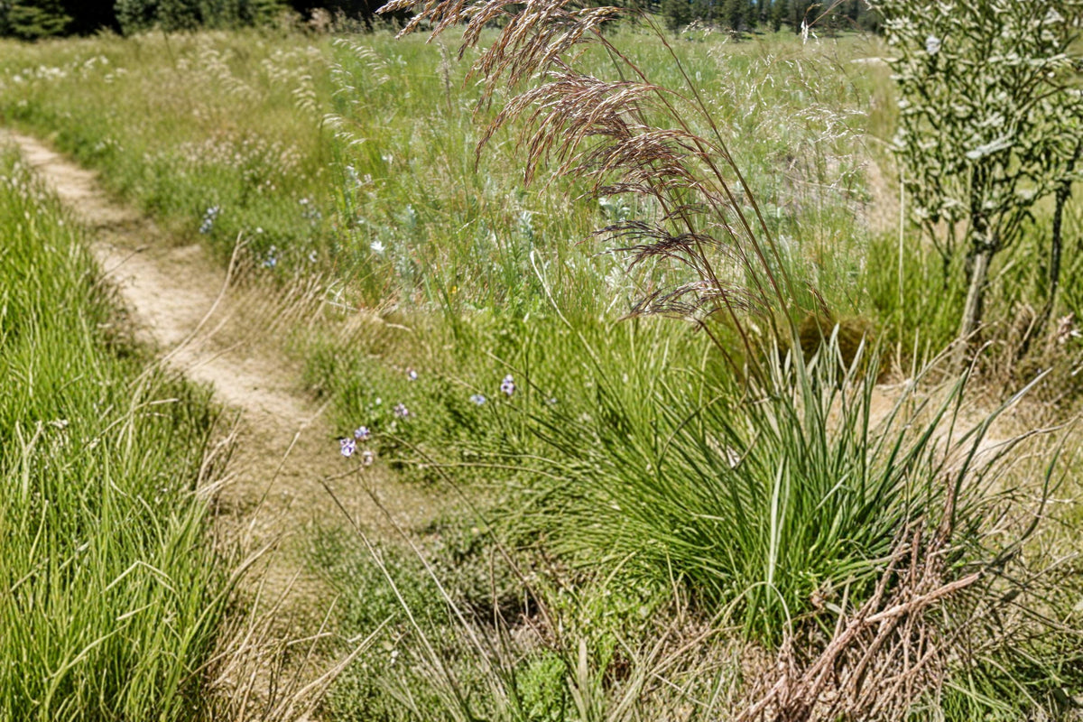 100 Seeds Tufted Hairgrass Deschampsia cespitosa Ornamental Grass