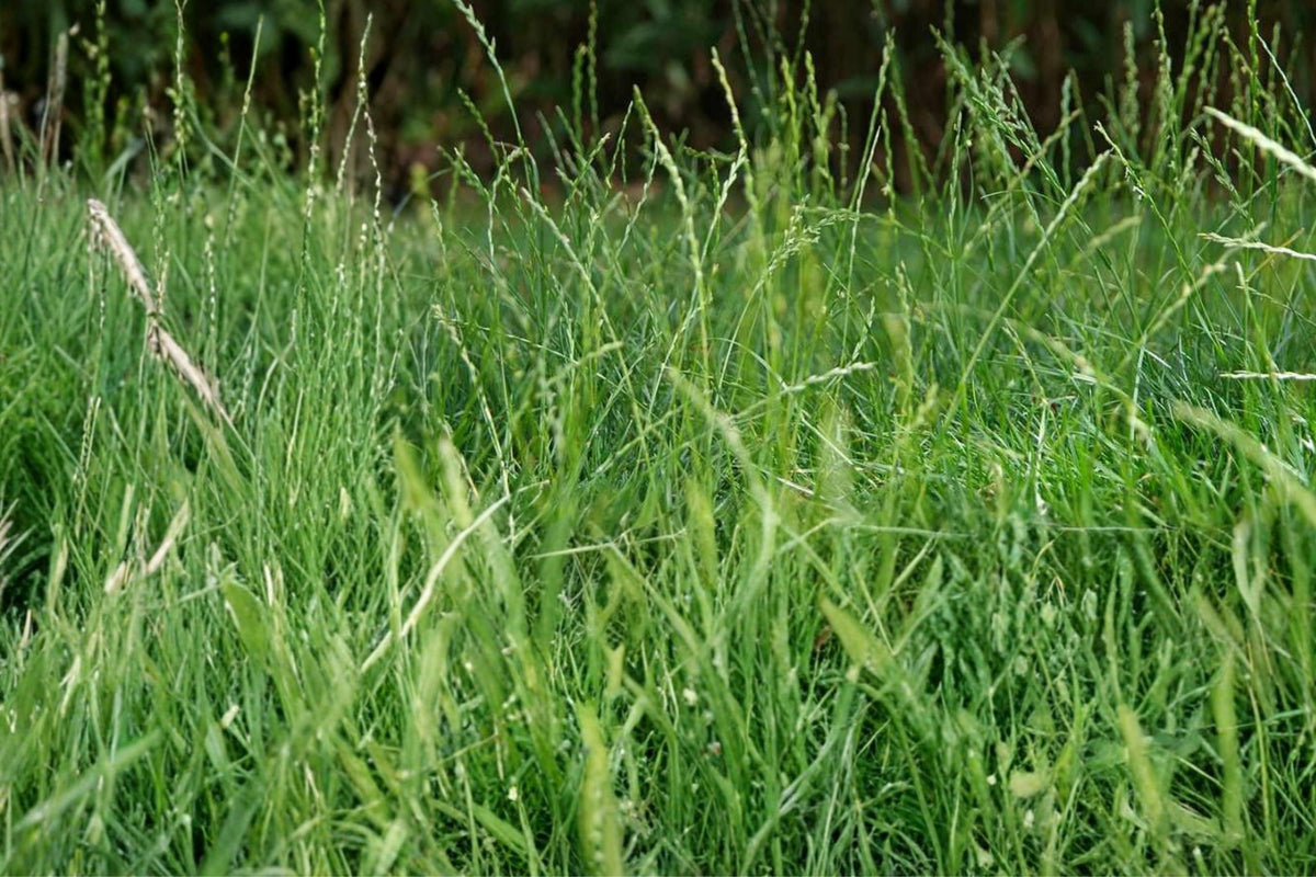 100 Seeds Perennial Ryegrass Lolium perenne
