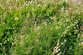 Kentucky Bluegrass Seeds 100 Count - Poa pratensis - Cool-Season Perennial Lawn Grass for Dense Turf & Landscape Coverage