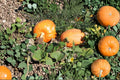 Big Max Pumpkin Seeds - Heirloom Giant Non-GMO High Yield Fall Garden Variety
