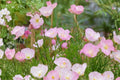 Pink Evening Primrose Seeds - Heirloom, Drought Tolerant, Easy Grow Garden Flower, Oenothera speciosa