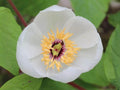 Japanese Woodland Peony Seeds - Heirloom Non-GMO Paeonia japonica for Shade Gardens, White Blooms, Perennial, Open-Pollinated