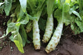Celtuce Seeds 200 | Asparagus Lettuce (Lactuca sativa var. angustana) for Tender Leaves & Crisp Stems