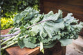 Champion Collards Seeds (Brassica oleracea) - High-Yielding Leafy Greens for Cooking, Heat Tolerance, Slow Bolting, Home Garden, 250 Seeds
