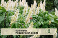 50 Sweet Pepperbush Seeds - Fragrant White Flowers, Shade-Tolerant Shrub, Clethra alnifolia for Garden, Landscape & Pollinator Attracting