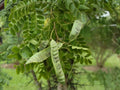 Chinese Honeylocust Seeds | Gleditsia sinensis for Garden Planting | Deciduous Tree with Green Foliage