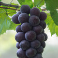 Fujiminori Grape Cuttings – Rare Japanese Sweet Vine, Vitis vinifera, 5 Live Unrooted Clippings for Propagation and Grafting