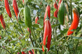 25 Seeds Serrano Pepper Hot Chili Capsicum annuum