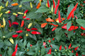 25 Seeds Tabasco Pepper Capsicum frutescens Hot Chili