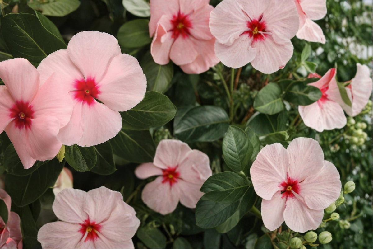 10 Seeds Apricot Vinca Catharanthus roseus Bright Annual Flower